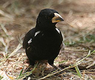 Gelbschnabelbüffelweber, Bubalornis albirostris, White-Billed Buffalo Weaver, Lake Baringo / Kenya